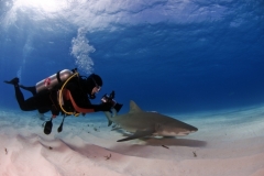 Bahamas - Croisière expédition spéciale requins