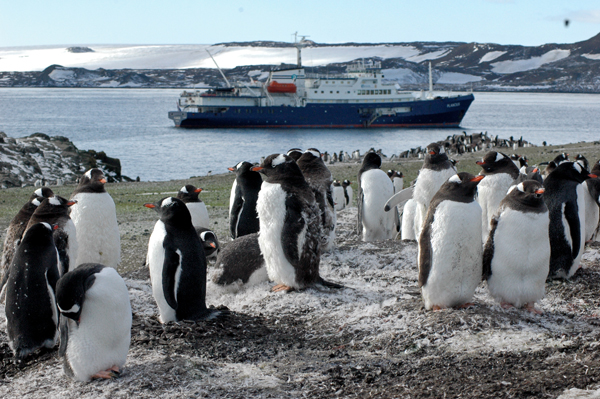 bancs de manchots antarctique