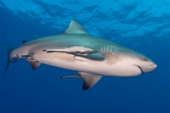 Afrique du Sud & Mozambique - Séjour 100% requins!