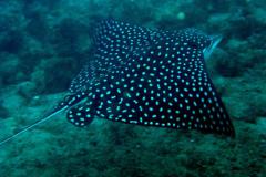 Costa Rica - Séjour plongée et safari touristique