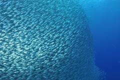 Afrique du Sud - Sardine Run