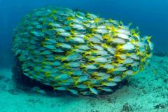 Cap Vert - Séjour plongée Ile de Sal