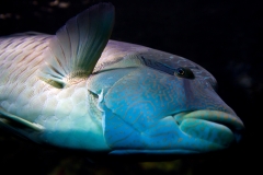 Séjour plongée à Diego Suarez