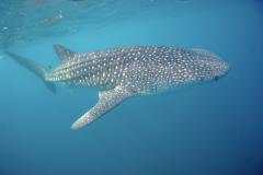 Djibouti - Séjour Plongée île de Musha