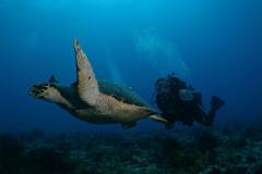 Mexique - Combiné Playa & Cozumel