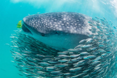 Tanzanie - Séjour plongée à Mafia Island 
