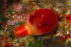 Malte - Séjour Plongée à Gozo