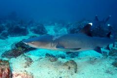 Panama - Séjour Plongée sur l'Ile de Coïba