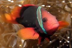 Philippines - Safari Plongée Visayas