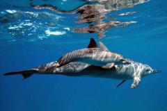 Tanzanie - Séjour Plongée à Zanzibar 