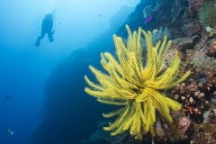 Philippines - Combiné Thalatta Resort et Oasis Resort