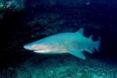 Afrique du Sud - Sardine run et requins taureaux