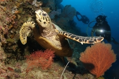 Mayotte – Île de Petite-Terre – Le Rocher