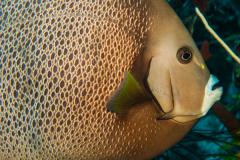 Venezuela - Séjour plongée Los Roques