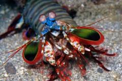 Indonésie - Séjour Bali Padang Bay & Pemuteran