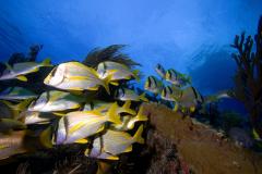 Bélize : Séjour Plongée Hamanasi