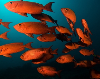 Séjour plongée à Tofo avec Diversity Scuba