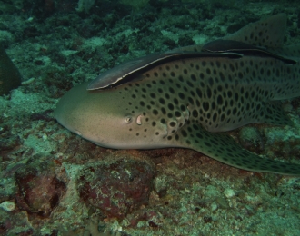 Séjour plongée à Medjumbe - Quirimbas