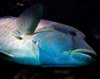 Séjour plongée à Diego Suarez