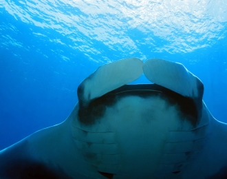 Séjour plongée à Nosy Komba