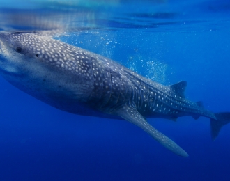 Séjour plongée à Nosy Be