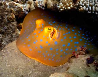 Birmanie - Croisière Archipel des Iles Mergui sur Thailand Aggressor