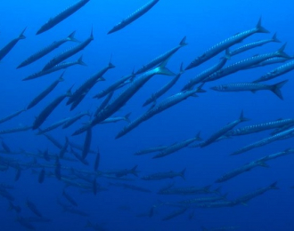 Malte - Séjour Plongée à Malte