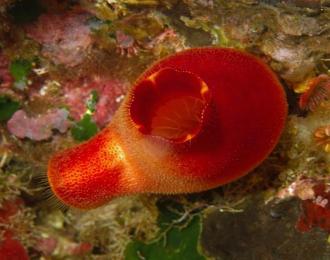 Malte - Séjour Plongée à Gozo