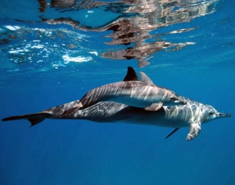 Tanzanie - Séjour Plongée à Zanzibar 