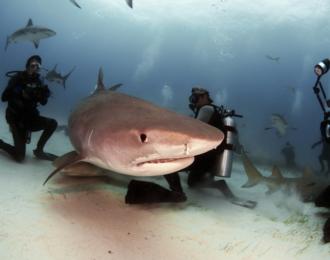 Bahamas - Séjour combiné Andros Abaco