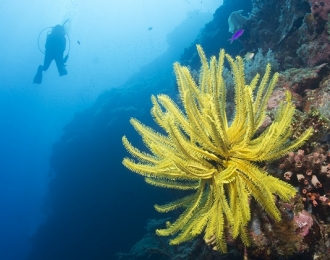 Philippines - Combiné Thalatta Resort et Oasis Resort