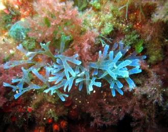  France - Séjour en Corse