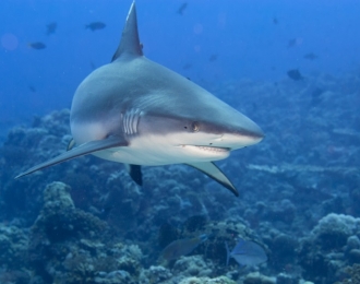 Djibouti - Croisière à bord de MY Lucy