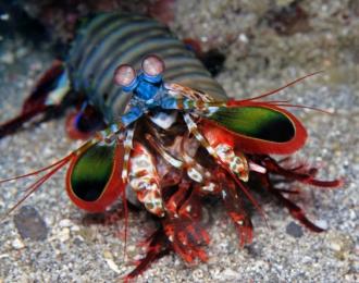 Indonésie - Séjour Bali Padang Bay & Pemuteran