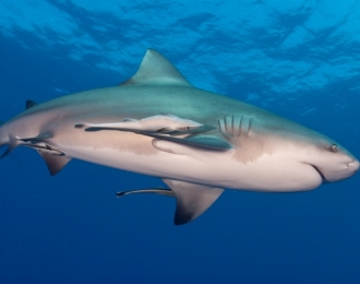 Afrique du Sud & Mozambique - Séjour 100% requins!