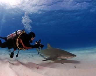 Bahamas - Croisière expédition spéciale requins