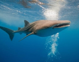 Maldives - Croisière Plongée Spéciale Sud à bord du Seafari Explorer