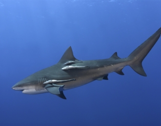 Afrique du Sud & Mozambique - Safari Plongée Spécial Requins & Big 5 !